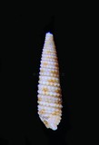 中文種名:花斑玄珠螺學名:Mesophora conspersa俗名:花斑玄珠螺俗名（英文）:花斑玄珠螺