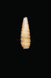 中文種名:橙帶玄珠螺學名:Mesophora millepunctata俗名:橙帶玄珠螺俗名（英文）:橙帶玄珠螺