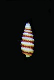 中文種名:突緣玄珠螺學名:Mesophora elvirae俗名:突緣玄珠螺俗名（英文）:突緣玄珠螺