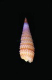 中文種名:六福玄珠螺學名:Mesophora rufotincta俗名:六福玄珠螺俗名（英文）:六福玄珠螺