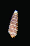 中文種名:參珠螺學名:Triphora alveolatus俗名:參珠螺俗名（英文）:參珠螺