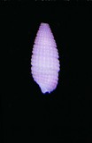 中文種名:紫參珠螺學名:Notosinister pusillus俗名:紫參珠螺俗名（英文）:紫參珠螺
