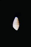中文種名:小白雙珠螺學名:Mastonia caloundra俗名:小白雙珠螺俗名（英文）:小白雙珠螺