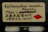 中文種名:前田芝麻蝸牛學名:Diplommatina maedai maedai俗名（英文）:前田芝麻蝸牛