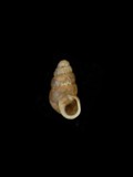中文種名:似蛹蝸牛學名:Pupoides coenpictus taiwanicus俗名（英文）:似蛹蝸牛
