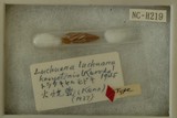 中文種名:琉球似煙管蝸學名:Luchuena luchuana俗名（英文）:琉球似煙管蝸