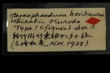 中文種名:堀川氏煙管蝸牛學名:Stereophaedusa horikawai俗名（英文）:堀川氏煙管蝸牛