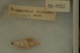 中文種名:雲彩捲管螺學名:Daphnella mitrellaeformis俗名（英文）:雲彩捲管螺