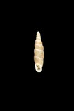 中文種名:鬼牙細煙管蝸牛學名:Zaptyx crassilamellata俗名（英文）:鬼牙細煙管蝸牛