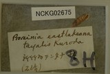 中文種名:台灣寬口煙管蝸牛學名:Proreinia eastlakeana tayalis俗名（英文）:台灣寬口煙管蝸牛