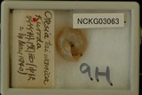 中文種名:台灣透鏡蝸牛學名:Otesiopsis taiwanica俗名（英文）:台灣透鏡蝸牛