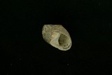 中文種名:石蜑螺學名:Clithon retropictus俗名:石蜑螺