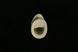 中文種名:寬口蜑螺學名:Neritina violacea俗名:寬口蜑螺