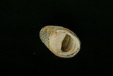 中文種名:漁舟蜑螺學名:Nerita albicilla俗名:漁舟蜑螺