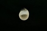 中文種名:黃口蜑螺學名:Neritina pulligera俗名:黃口蜑螺