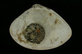 中文種名:韓國文蛤學名:Meretrix lamarckii俗名:韓國文蛤