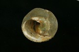 中文種名:黑鐘螺學名:Chlorostoma argyrostoma argyrostoma俗名:黑鐘螺