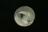 中文種名:黑鐘螺學名:Chlorostoma argyrostoma argyrostoma俗名:黑鐘螺