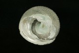 中文種名:黑鐘螺學名:Chlorostoma argyrostoma argyrostoma俗名:黑鐘螺