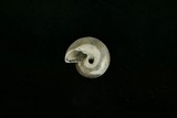 中文種名:臍孔黑鐘螺學名:Omphalius nigerrima俗名:臍孔黑鐘螺