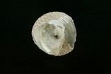 中文種名:花斑鐘螺