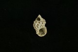 中文種名:黑瘤海蜷學名:Batillaria sordida俗名:黑瘤海蜷