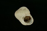 中文種名:珠螺學名:Lunella coronata俗名:珠螺