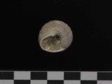 中文種名:臍孔黑鐘螺學名:Omphalius nigerrima俗名:臍孔黑鐘螺