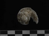 中文種名:瘤珠螺學名:Lunella granulata俗名:瘤珠螺