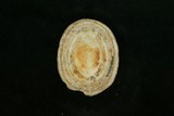 中文種名:龜甲笠螺學名:Cellana testudinaria俗名:龜甲笠螺