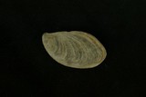 中文種名:大赤旋螺學名:Pleuroploca trapezium paeteli俗名:大赤旋螺