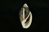 中文種名:中華大耳螺學名:Ellobium chinense俗名:中華大耳螺