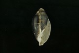 中文種名:中華大耳螺學名:Ellobium chinense俗名:中華大耳螺