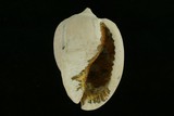 中文種名:條紋鬘螺學名:Phalium flammiferum俗名:條紋鬘螺