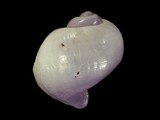 中文種名:琉璃紫螺