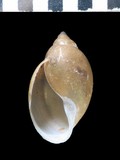 中文種名:囊螺學名:Physa acuta俗名:囊螺俗名（英文）:囊螺