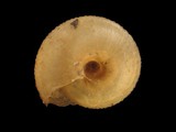 中文種名:葛蘭氏盾蝸牛學名:Aegista granti granti俗名:葛蘭氏盾蝸牛俗名（英文）:葛蘭氏盾蝸牛