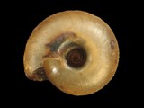中文種名:低腰盾蝸牛學名:Aegista granti browni俗名:低腰盾蝸牛俗名（英文）:低腰盾蝸牛