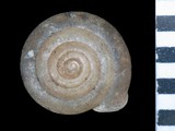 中文種名:蓬萊盾蝸牛學名:Aegista hebes俗名:蓬萊盾蝸牛俗名（英文）:蓬萊盾蝸牛