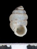 中文種名:下齒芝麻蝸牛學名:Diplommatina inferocuspis俗名:下齒芝麻蝸牛俗名（英文）:下齒芝麻蝸牛