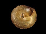 中文種名:蓬萊圓口小蝸牛學名:Sitalina trochulus formosanus俗名:蓬萊圓口小蝸牛俗名（英文）:蓬萊圓口小蝸牛