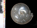 中文種名:蓬萊圓口小蝸牛學名:Sitalina trochulus formosanus俗名:蓬萊圓口小蝸牛俗名（英文）:蓬萊圓口小蝸牛