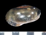 中文種名:琉球鱉甲蝸牛