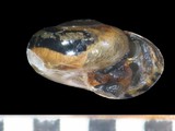 中文種名:琉球鱉甲蝸牛學名:Ovachlamys fulgens俗名:琉球鱉甲蝸牛俗名（英文）:琉球鱉甲蝸牛