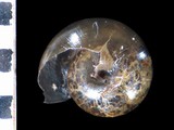 中文種名:琉球鱉甲蝸牛