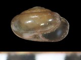 中文種名:細紋小鱉甲蝸牛學名:Discoconulus radiatus俗名:細紋小鱉甲蝸牛俗名（英文）:細紋小鱉甲蝸牛