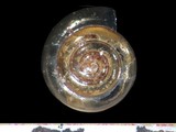 中文種名:細紋小鱉甲蝸牛