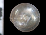 中文種名:笠黍蝸牛學名:Trochochlamys crenulata俗名:笠黍蝸牛俗名（英文）:笠黍蝸牛