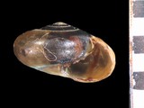 中文種名:小鱉甲蝸牛學名:Petalochlamys par俗名:小鱉甲蝸牛俗名（英文）:小鱉甲蝸牛