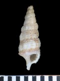 中文種名:黃蟹守螺學名:Cerithium citrinum俗名:黃蟹守螺俗名（英文）:黃蟹守螺